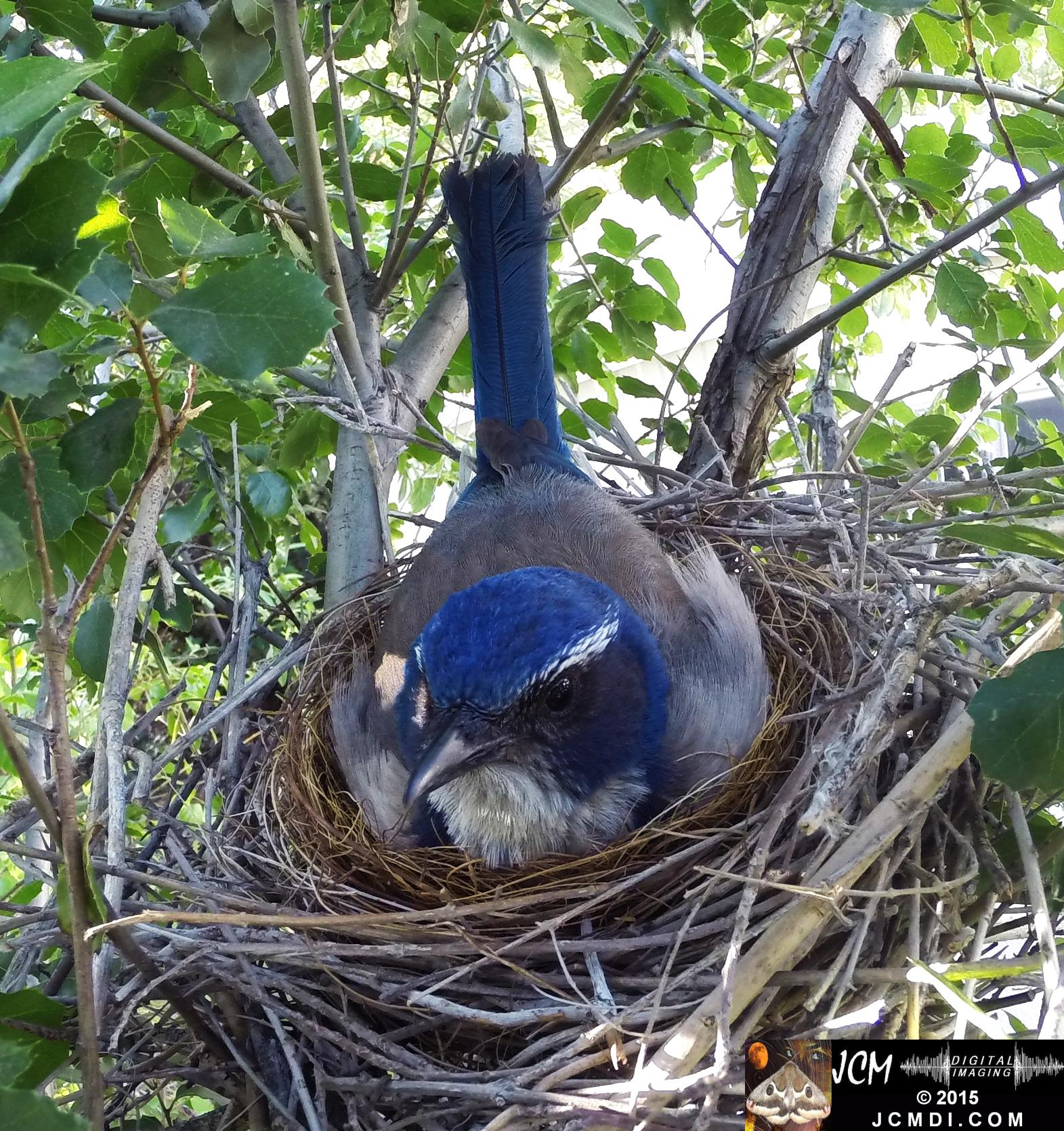 Female Scrub Jay on nest Documentary GoPro Hero3+ Black polecam 4-4-2015 Santa Clarita JCMDI.COM